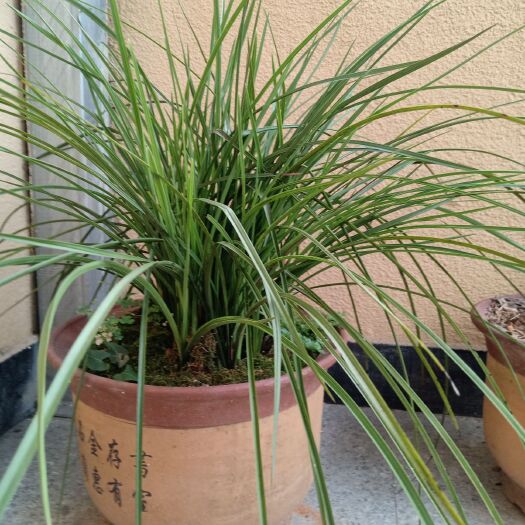 庆元县兰  兰花