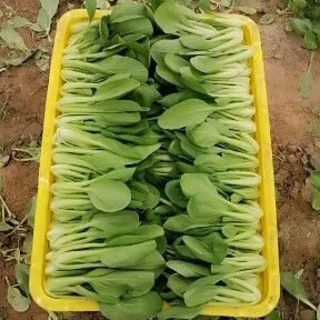 杞县 常年供应大棚小油菜，小青菜，质量保证，价格便宜，货源充足。