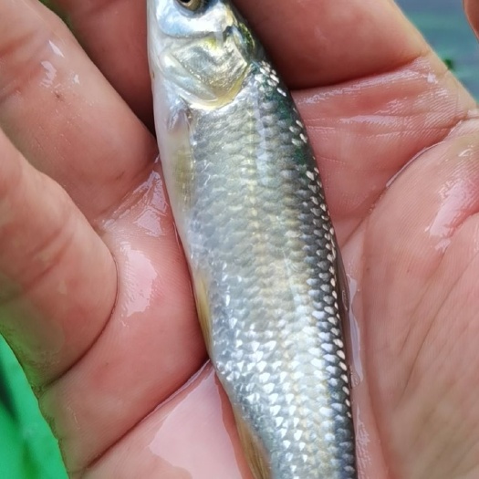 南宁 黑鲩鱼苗，螺丝青鱼苗，青鱼苗