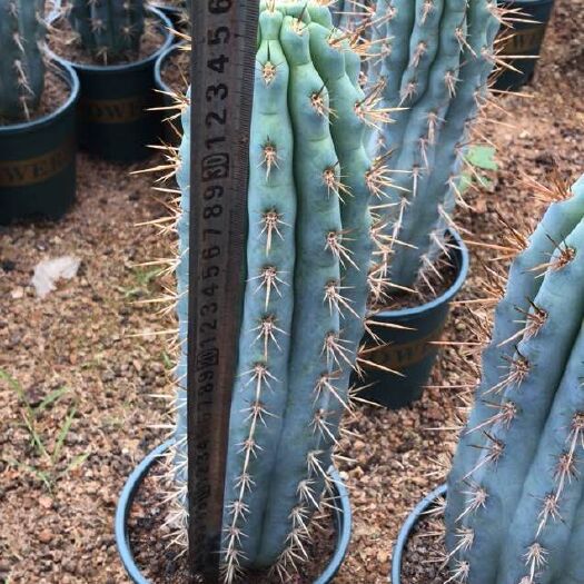 漳州仙人球 佛塔柱仙人柱沙生植物