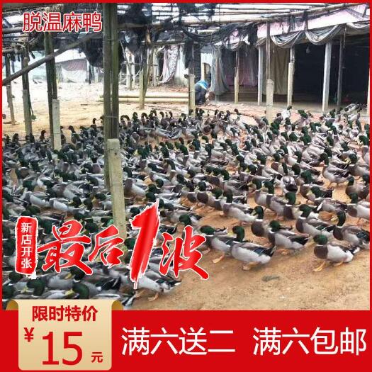 南宁 零售正宗麻鸭苗大种麻鸭苗狮脱温麻鸭活体半大鸭苗宠物种蛋