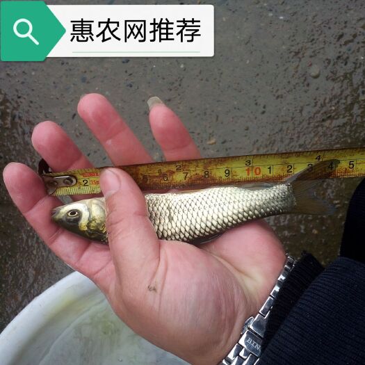 富顺县 【草鱼苗】优质鱼苗，适应能力强，下塘成活率高