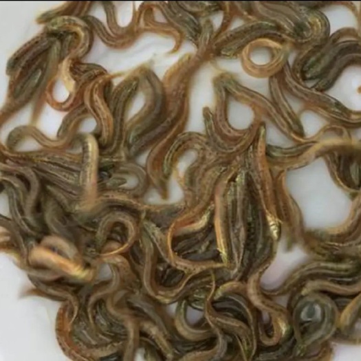 南宁三黄塘虱鱼苗  泥鳅鱼苗，泥鳅鱼苗场地直销，优势好，