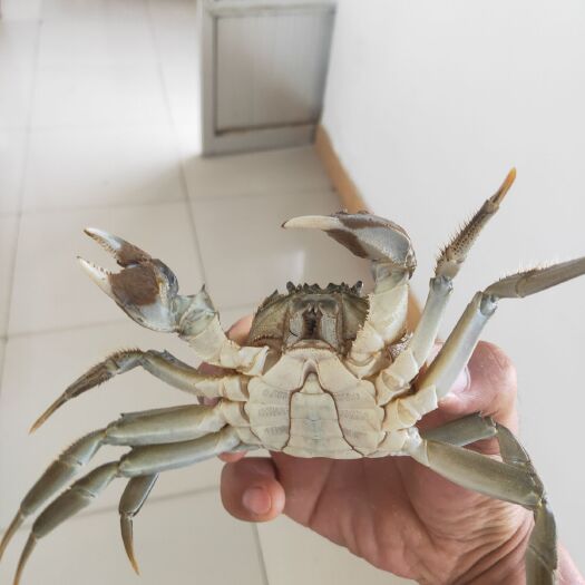 杭锦旗 卖黄河水养殖的河蟹