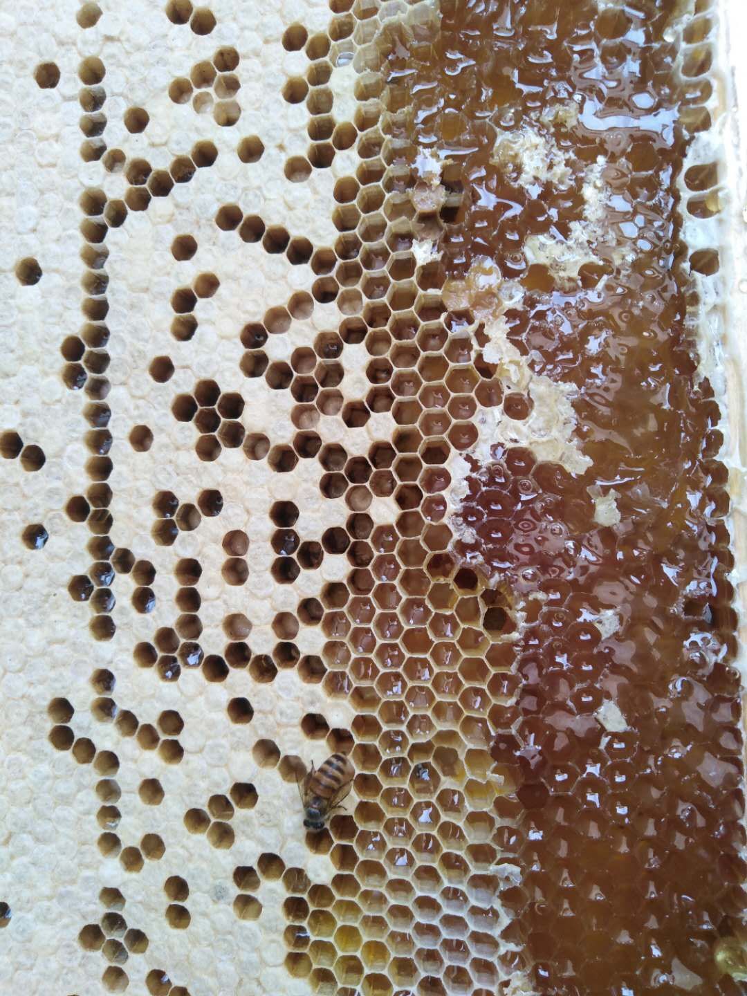 自己家产的蜂蜜能放多久啊(自家弄的蜂蜜有多久的保质期限)