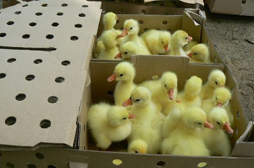 大白鹅苗大三花鹅苗批发包邮包打疫苗提供技术指导鹅苗鹅