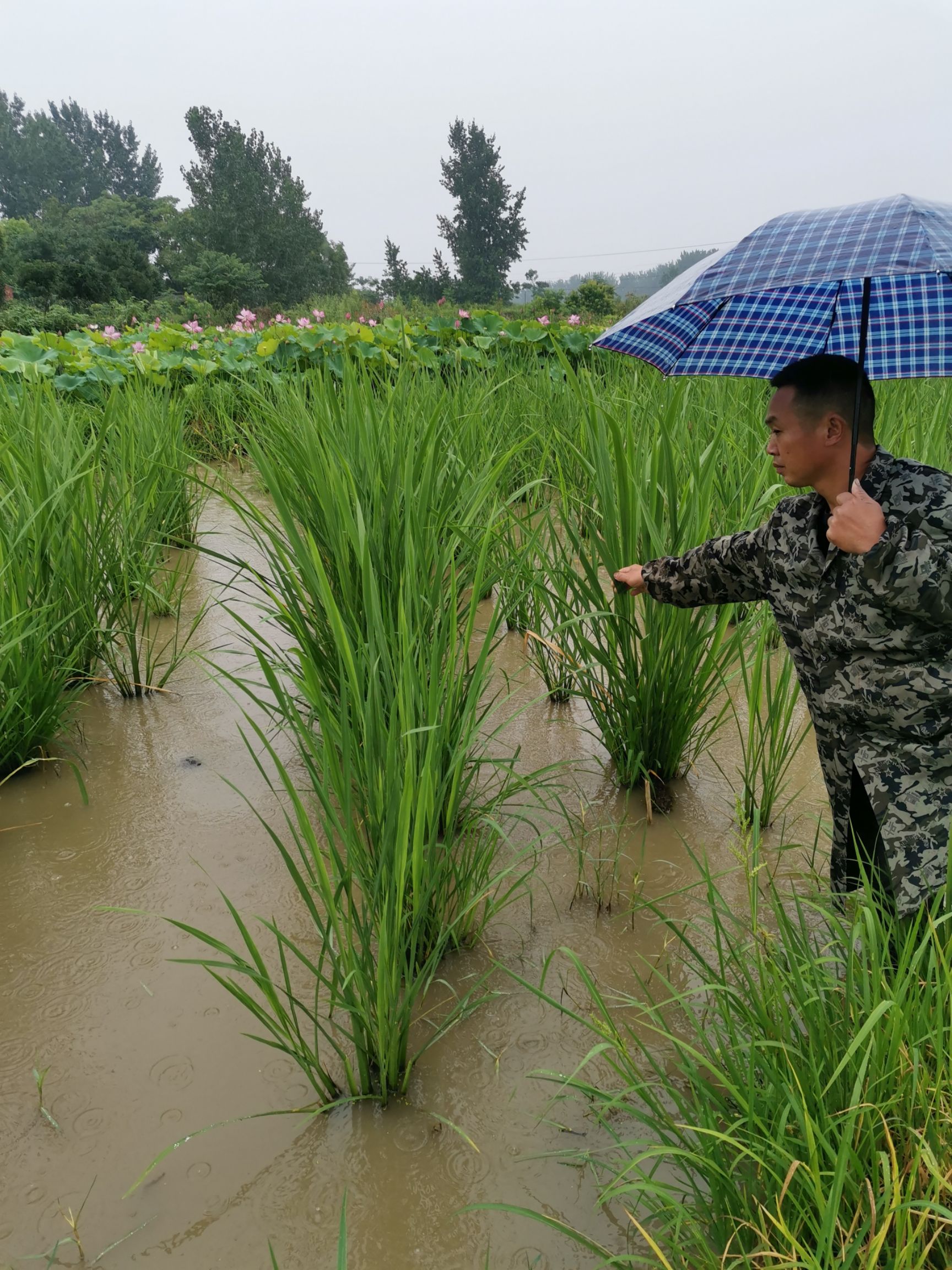 现挖优质早熟茭白苗种双季瓜苗单季高瓜四季种植高笋水生种苗蔬菜
