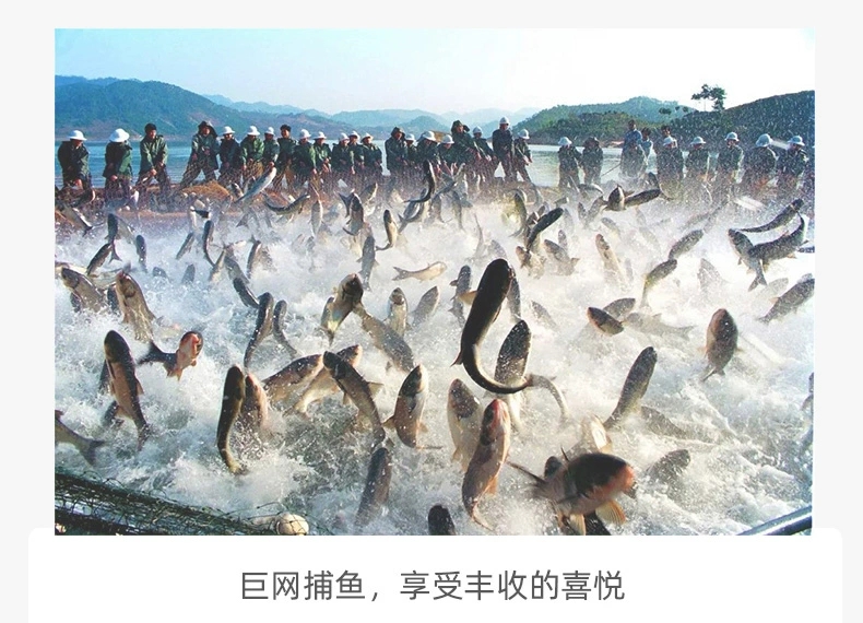 雄鱼 花鲢 千岛湖大头鱼活体发货8-20斤每条