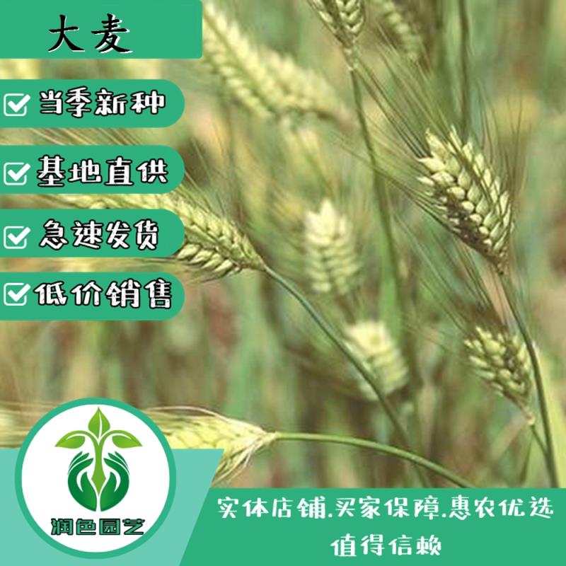 武汉大麦种子新种子现货包邮