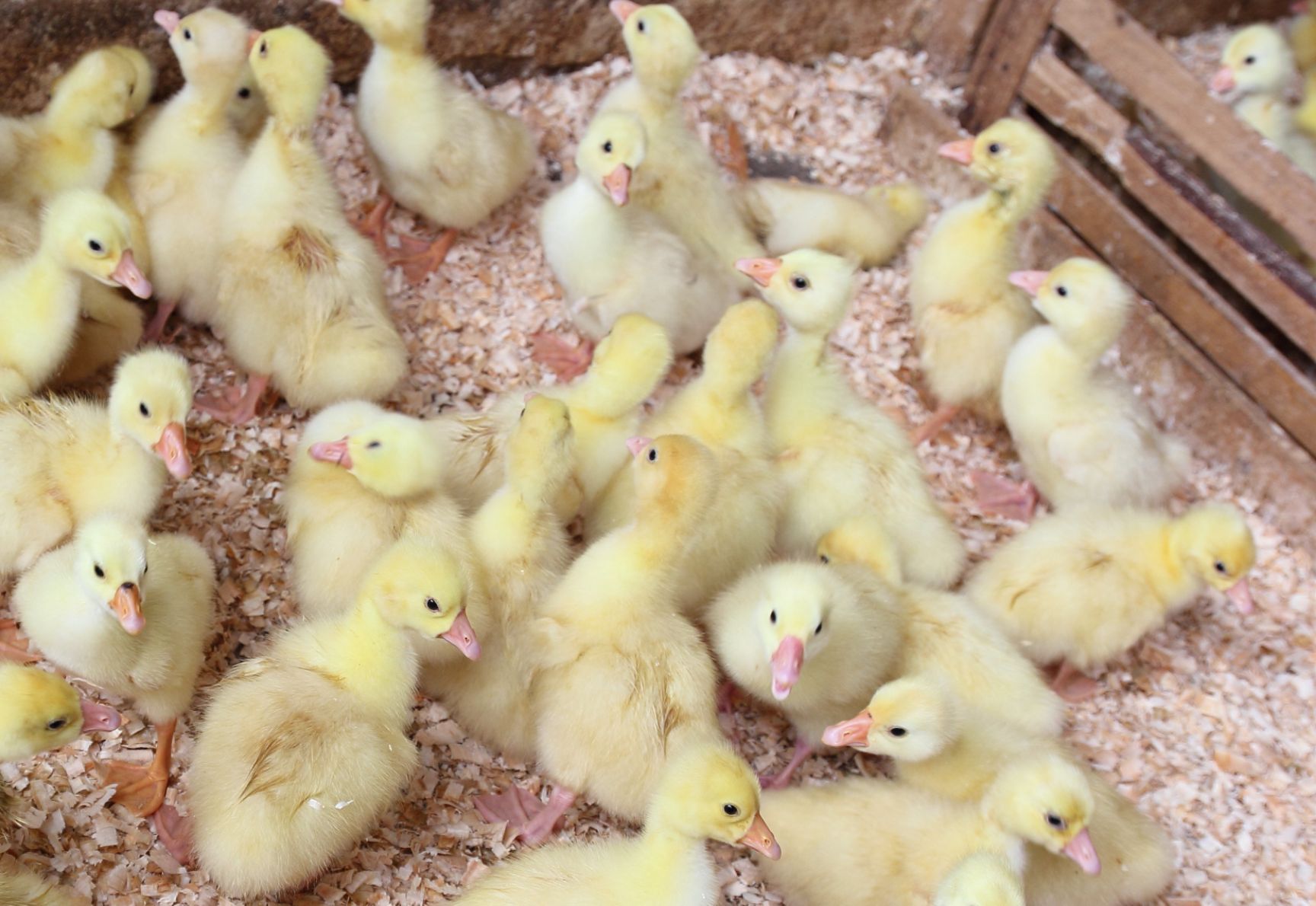 大白鹅苗大三花鹅苗批发包邮包打疫苗提供技术指导鹅苗鹅