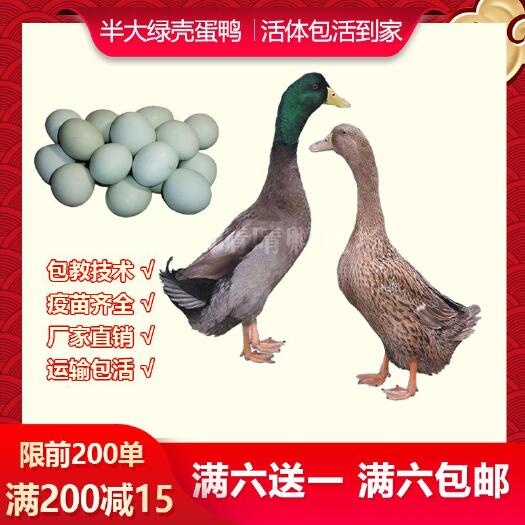 南宁 脱温麻鸭苗半大鸭苗脱温鸭苗半斤鸭子肉鸭大种麻鸭宠物活体零售