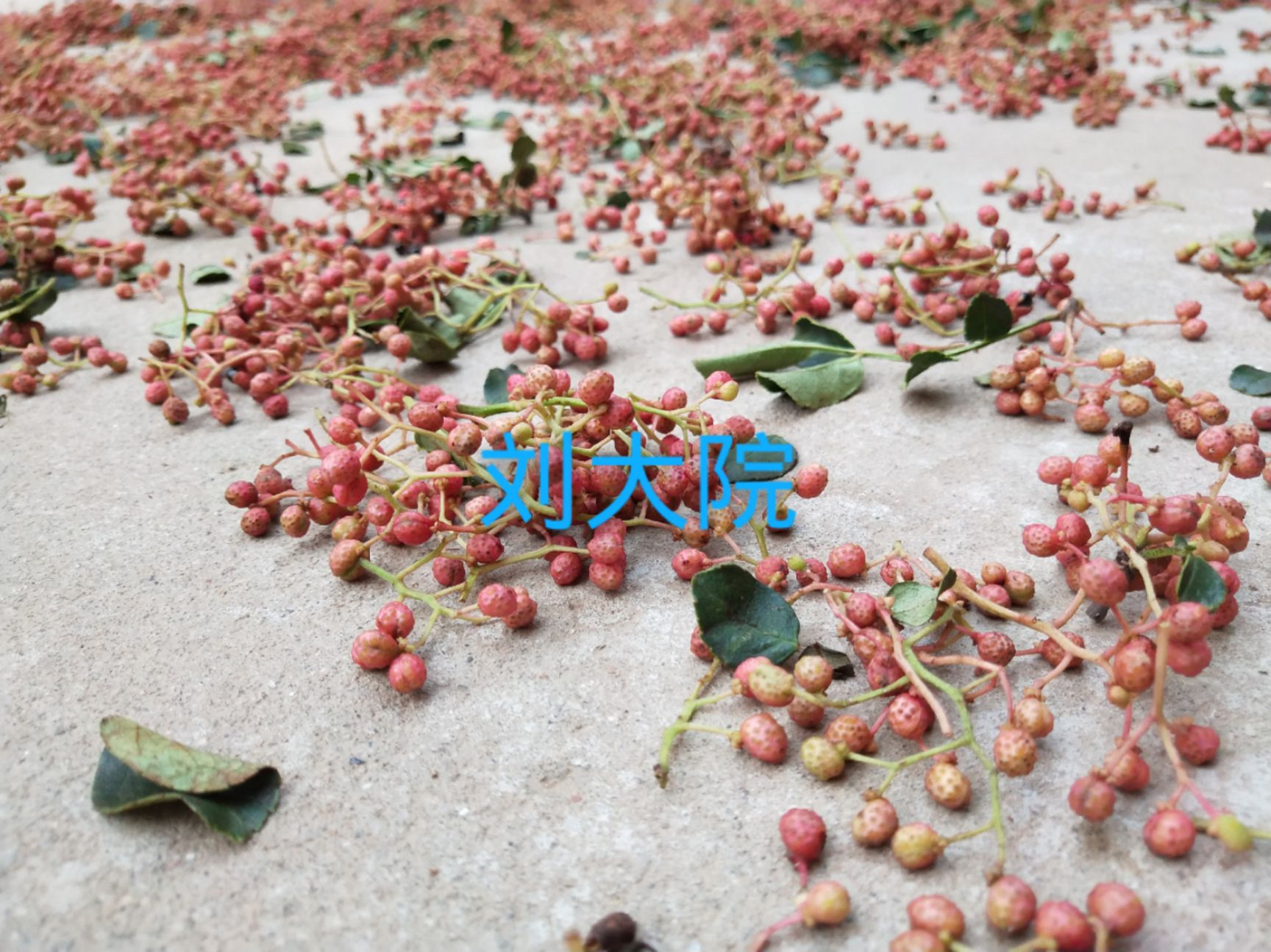 花椒叶  那个熟悉的味道