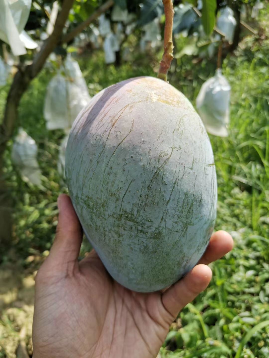  凯特芒果自家果园十月份预售。