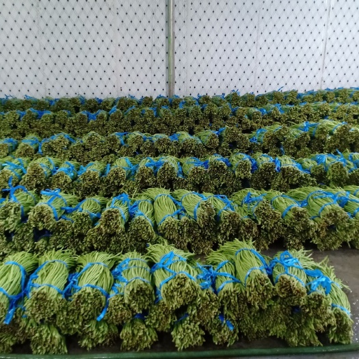 耿马县长豇豆  云南新苗豇豆大量上市中，市场鲜货，欢迎各位老板进行采购！