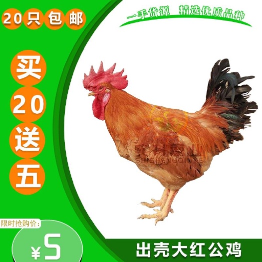 南宁 快大型三黄鸡麻鸡苗出壳苗零售小黄鸡宠物鸡苗土鸡苗鸡苗活体