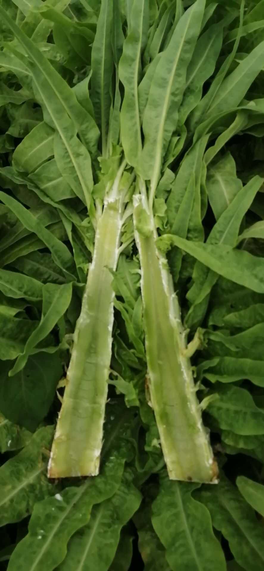  青莴笋