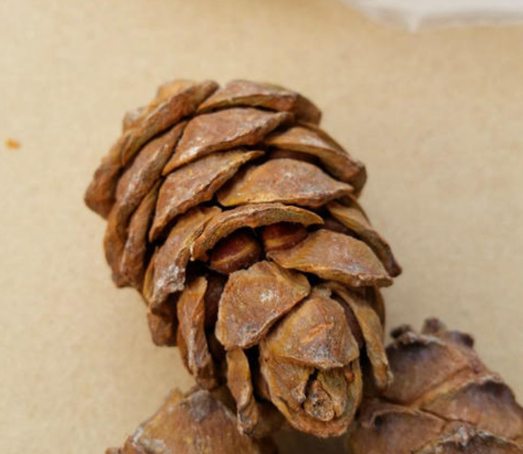 马尾松种子 高山马尾松，松子，