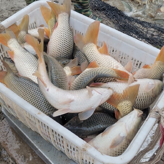 池塘鲤鱼  垂钓用鲤鱼，成活率高皮毛好，长期供应，专业鱼车配送，欢迎长