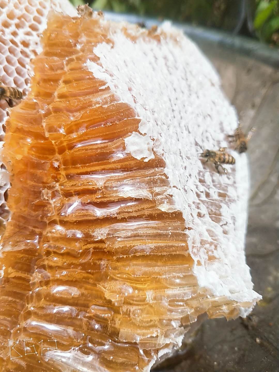  高原百花蜜，假一赔十，支持检测，支持实地考察。年产量1万斤上
