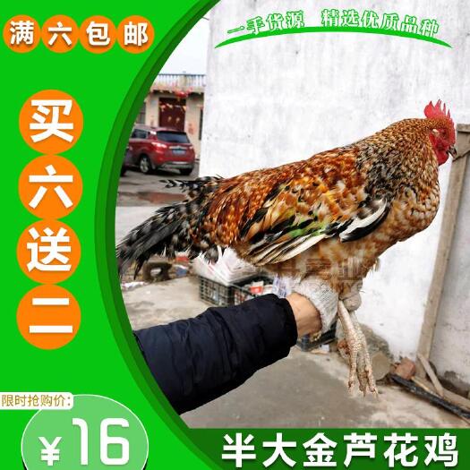 南宁 零售鸡苗金芦花鸡苗半大鸡苗活体宠物鸡苗纯种汶上芦花鸡脱温鸡