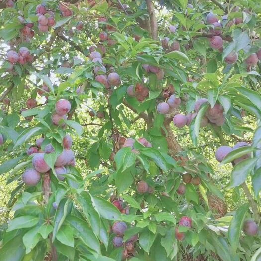 宣汉县脆红李 四川翠红李，好吃不贵，而且还脆甜