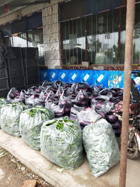 张家口线椒 中辣