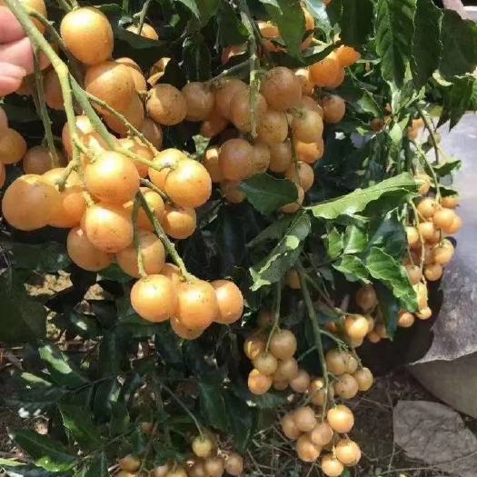 灵山县黑黄皮果苗 黑黄皮果树苗有需要种植的欢迎来打扰我