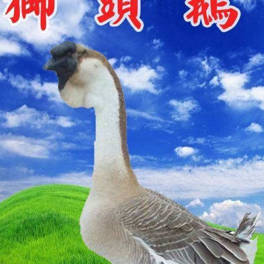 南宁狮头鹅苗  特大种