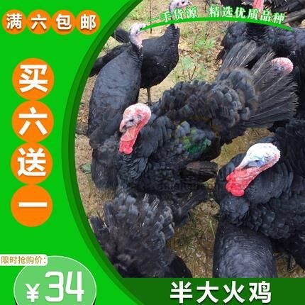 南宁 贝蒂娜火鸡苗 脱温火鸡苗 零售鸡苗
