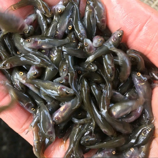 南宁禾花鲤鱼苗，抗病毒快大，苗场直供
