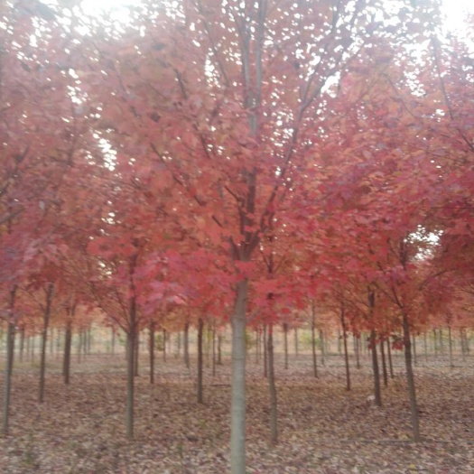 新沂市 美国红枫，红冠，秋火焰现货现发，可实地考察
