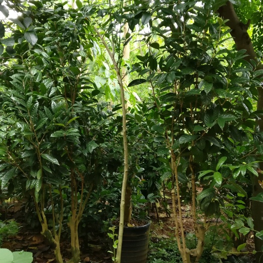 合浦县 润璟堂金花茶苗