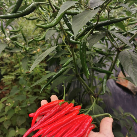 紫云县艳红辣椒 艳红椒，艳青椒椒，大量上市。