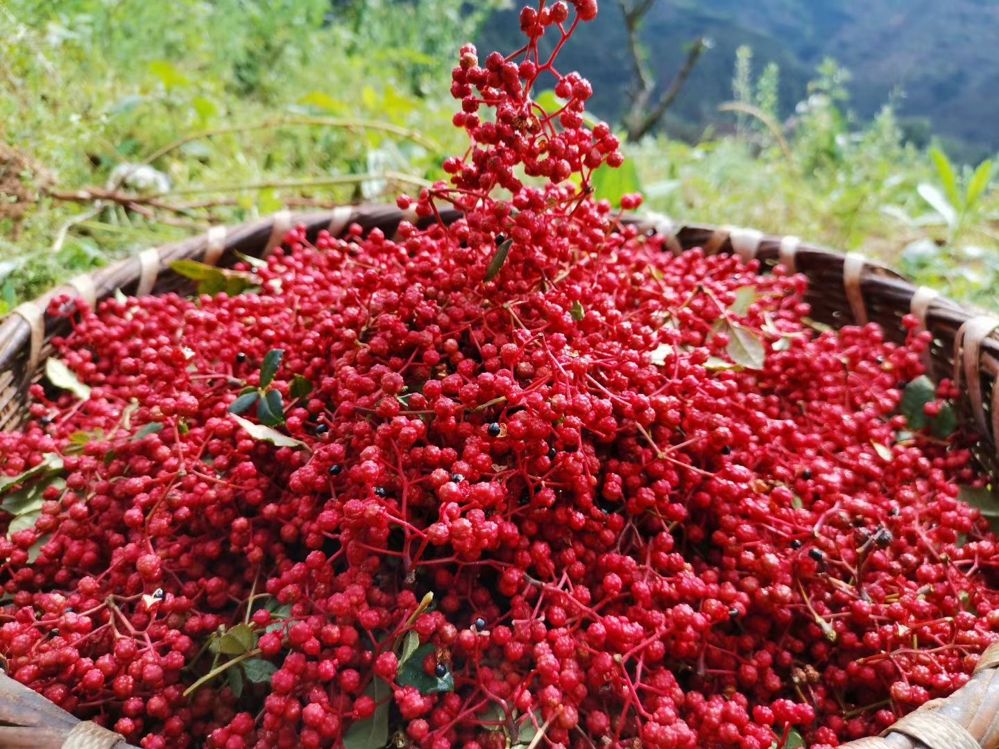  本人主营花椒树苗，干花椒和鲜花椒，价格合理，品质纯正