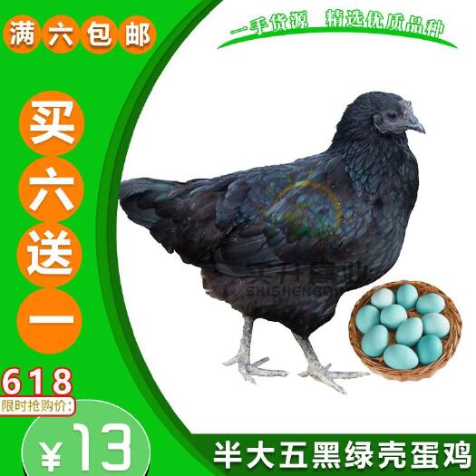 南宁 脱温鸡苗五黑绿壳蛋鸡脱温苗宠物鸡半大五黑鸡苗零售鸡苗活体鸡苗