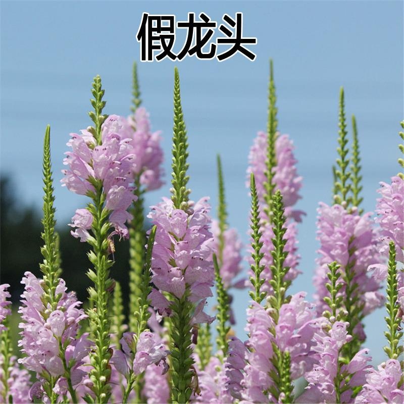 假龙头种子 假龙头花种四季开花的花室内室外庭院花仔花种籽子花子易活多