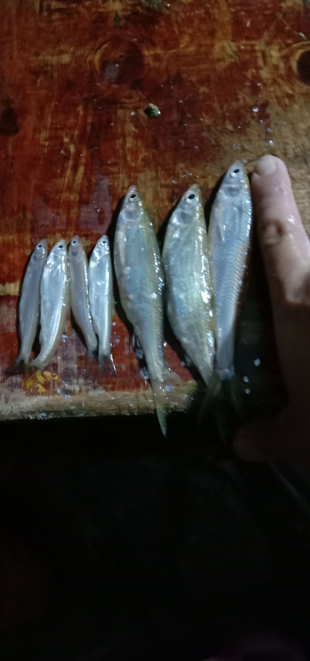  小中刀鱼