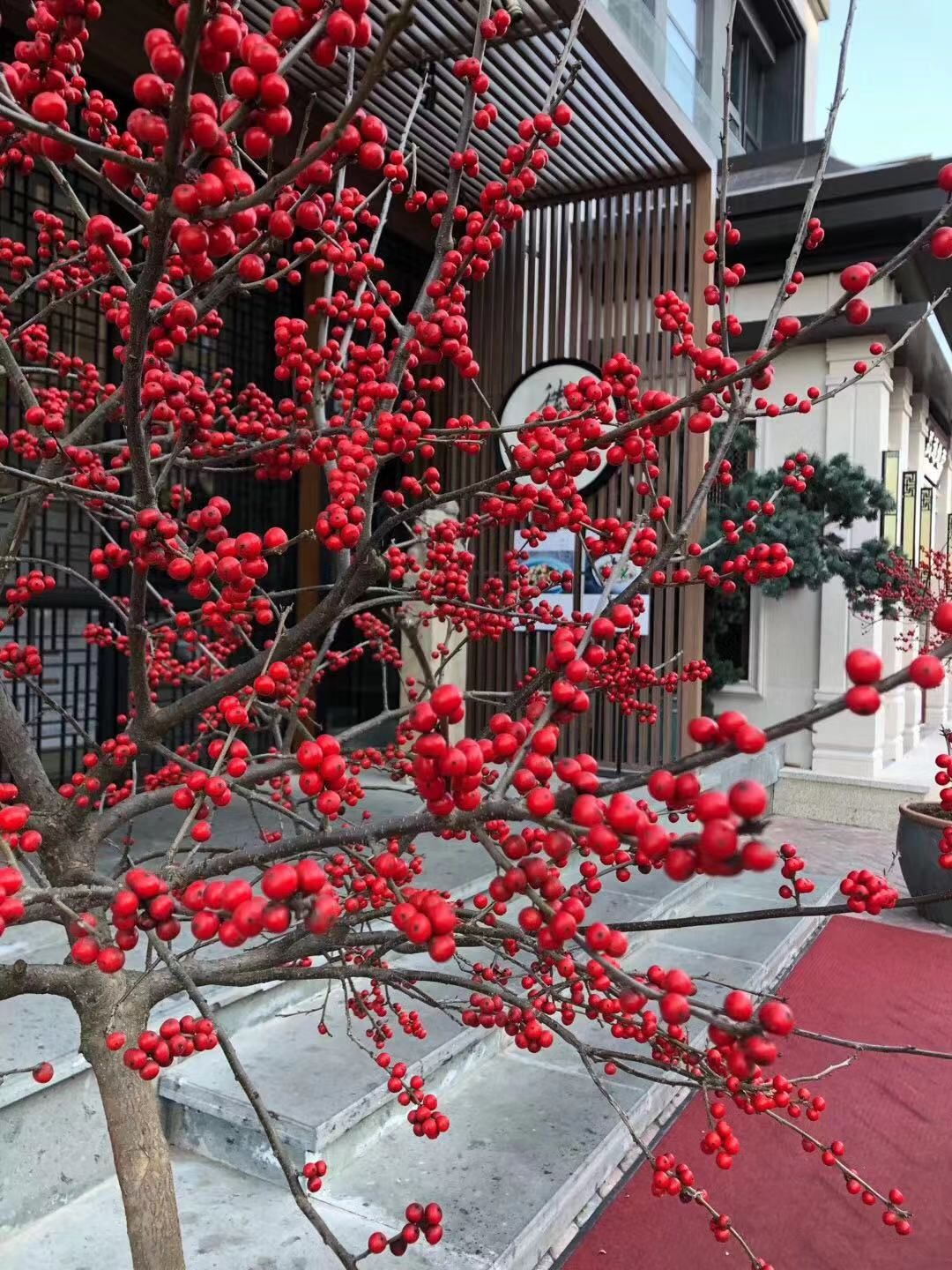  北美冬青扦插苗基地直发量大从优