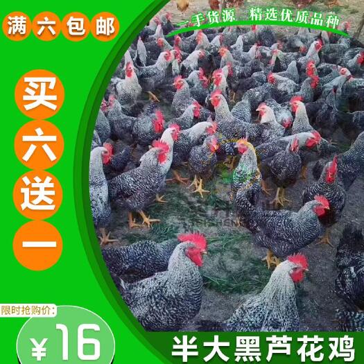 南宁 黑芦花鸡脱温零售苗半大鸡苗脱温鸡苗包存到家芦花鸡苗活体家养鸡