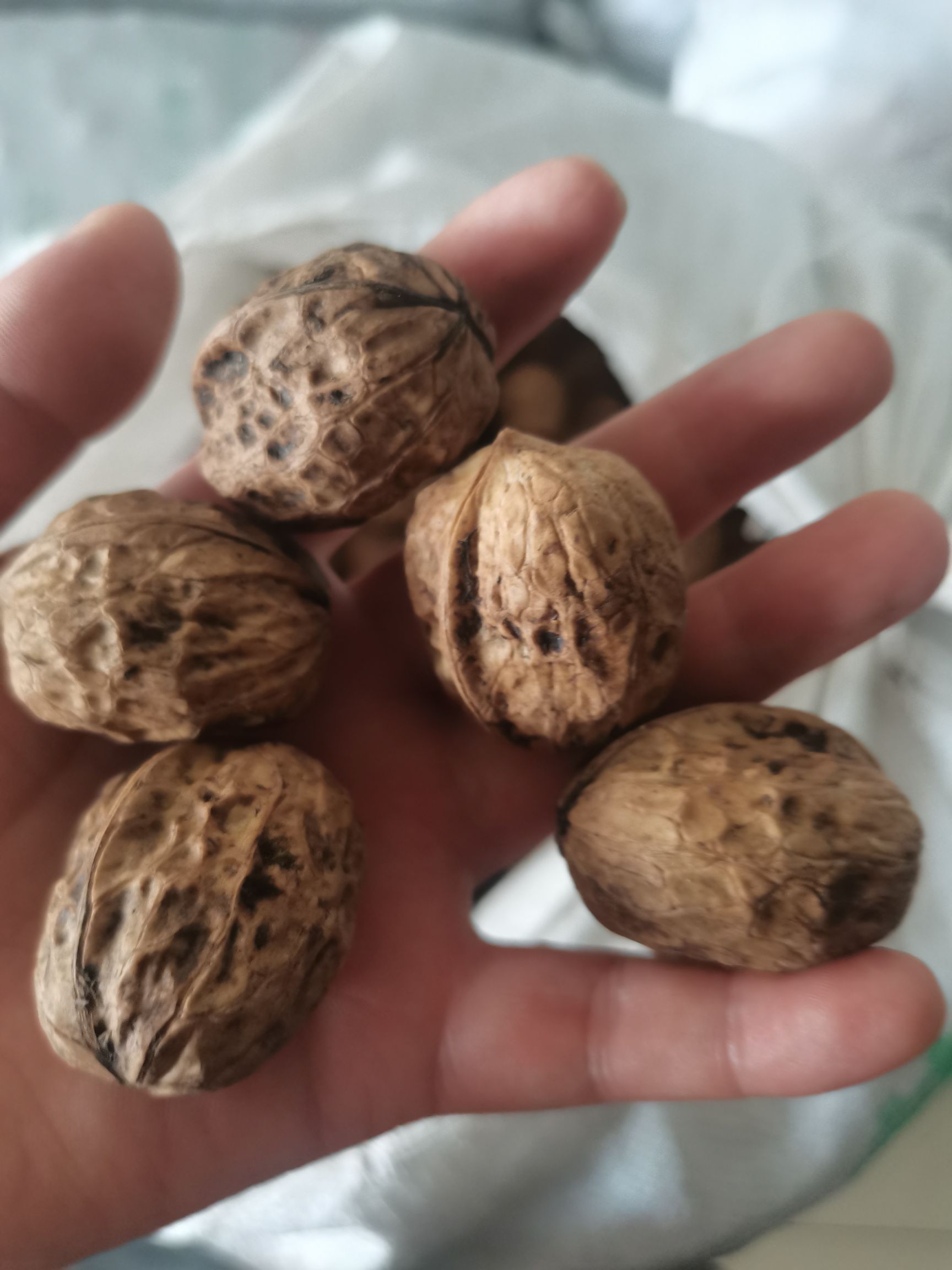 新货四川核桃薄皮核桃大凉山高海拔薄皮核桃大优一号核桃休闲食品