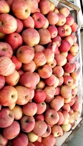 苹果  山东红富士上市场地一手货。产地视频看货，颜色好看