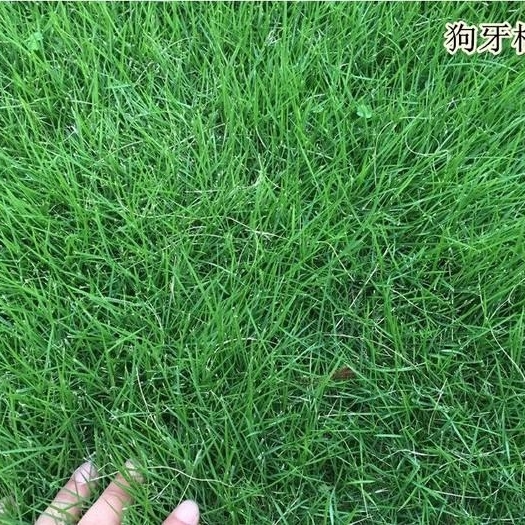 嘉祥县护坡草种子 护坡草籽，草坪种子