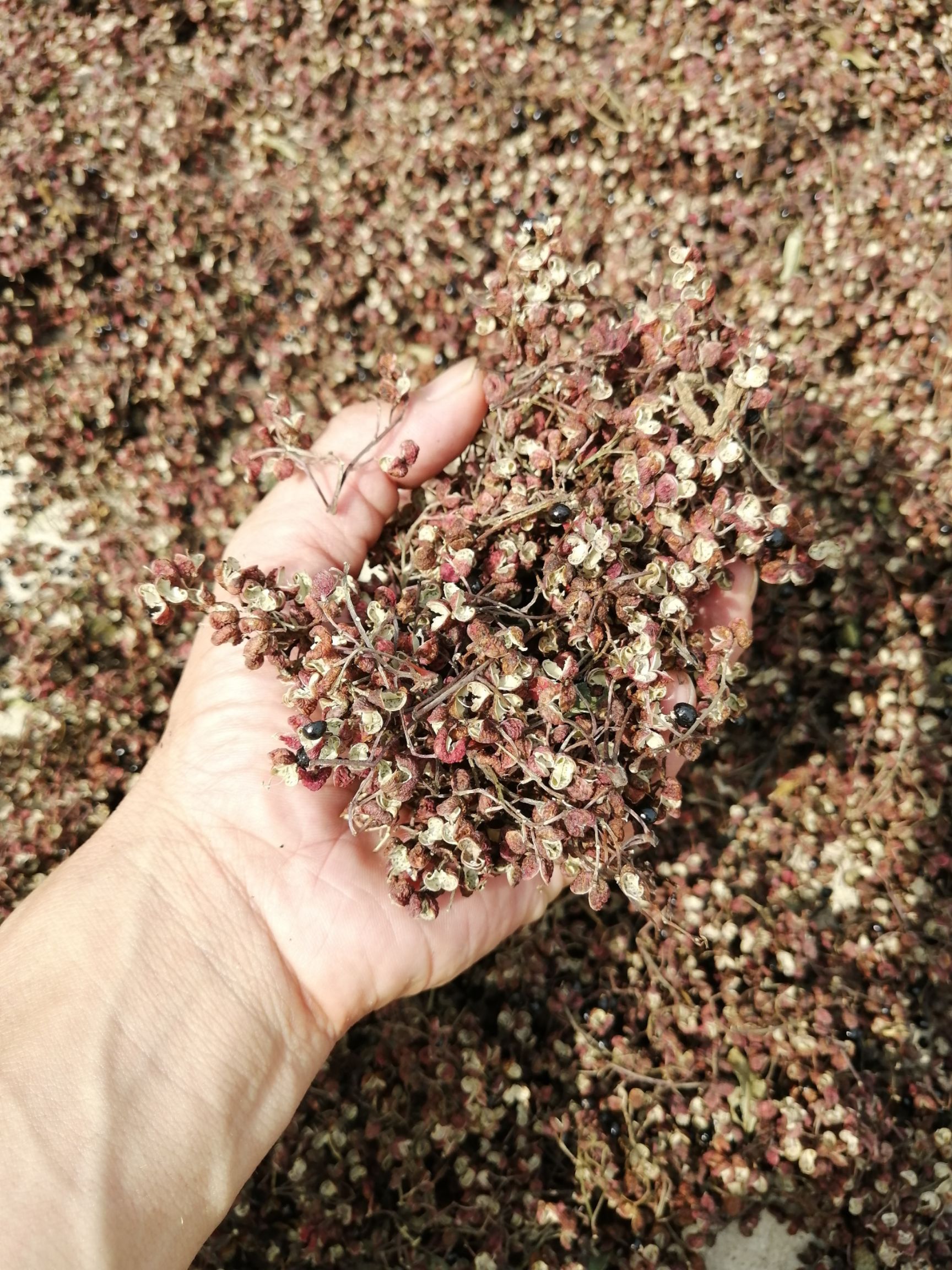 山东花椒 一级 干花椒