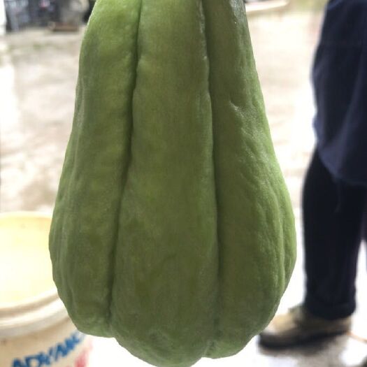 惠水县 不限量佛手瓜