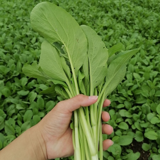 佛山青菜心 佛山当地农户种植菜心现割现卖