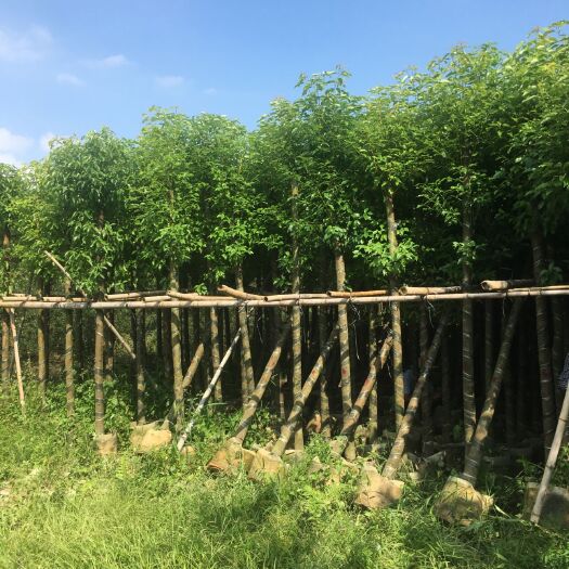 普宁市 长期供应自家苗圃基地8-12分香樟袋苗，量大价优！