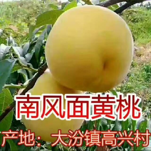 遂川县 果面亮丽，香、甜，脆的高山锦绣黄桃，基地直供。