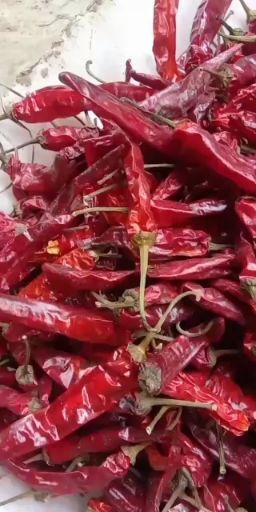 干辣椒  辣椒王系列辣椒012  高辣系列辣椒818  819