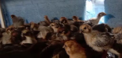 兴文县青脚麻鸡苗 大种麻乌鸡，可长公鸡8－9斤母鸡5－6斤