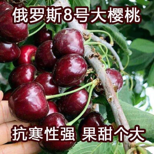 平邑县 【新品种】俄罗斯8号樱桃苗，齐早樱桃树苗现挖现卖易成活